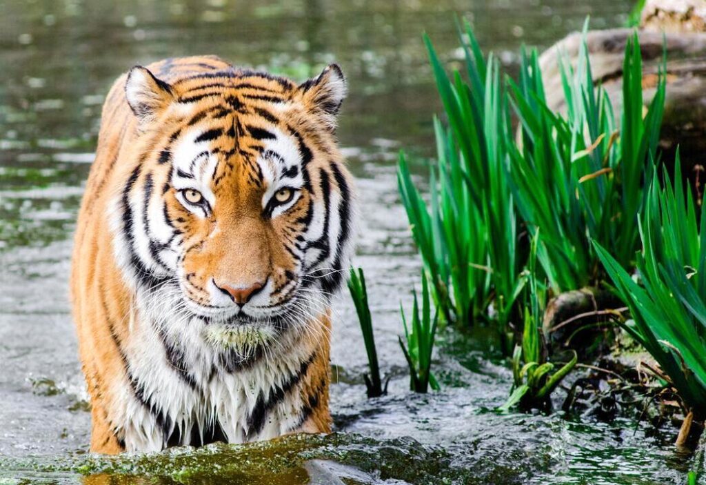Kankati, Bandhavgarh National Park
