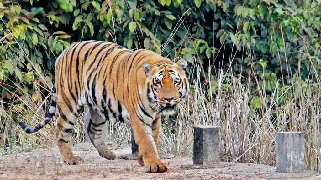 Waghdoh, Tadoba-Andhari Tiger Reserve