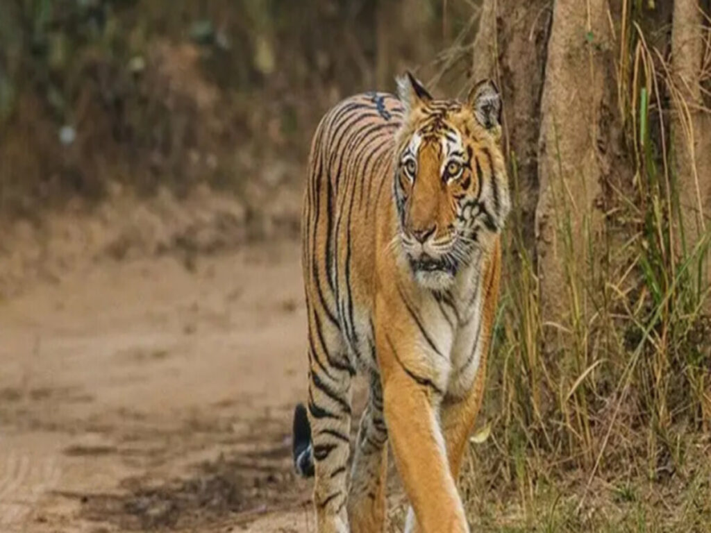 paro_jim_corbett_national_park_tiger