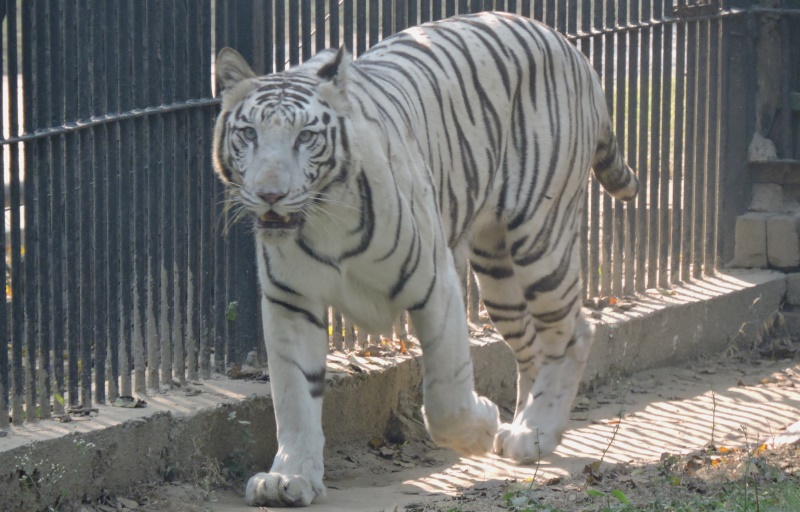 Vijay, Delhi Zoo